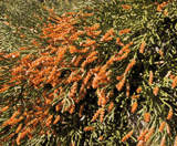 Cupressus sempervirens