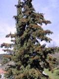 Cupressus sempervirens