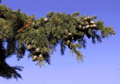Cupressus sempervirens