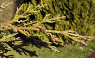 Cupressus sempervirens