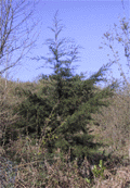 Cupressus torulosa