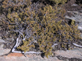 Juniperus communis