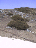 Juniperus communis