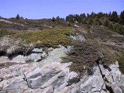 Juniperus communis