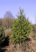 Larix decidua