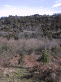 Cedrus deodara