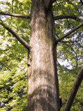 Metasequoia glyptostroboides