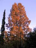 Metasequoia glyptostroboides