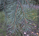 Picea breweriana