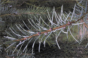 Picea breweriana