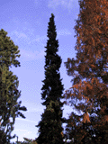 Picea omorika