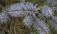 Picea pungens