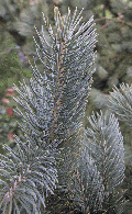 Picea schrenkiana