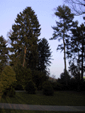 Picea abies