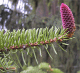 Picea abies