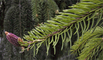 Picea abies