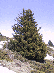 Picea abies