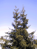 Picea abies