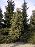 Picea glauca