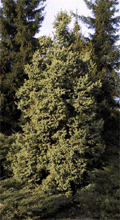 Picea glauca