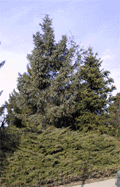 Picea koyamae