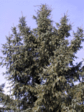 Picea koyamae