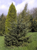 Picea koyamai