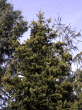 Picea torano