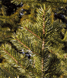 Picea torano