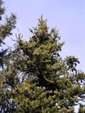 Picea torano
