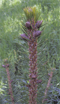 Picea smithiana