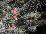 Picea meyerii