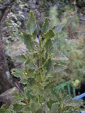 Phyllocladus aspleniifolius
