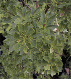 Phyllocladus aspleniifolius