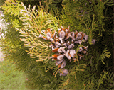Platycladus orientalis