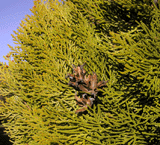Platycladus orientalis