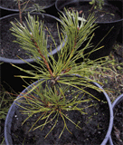 Pinus sp.