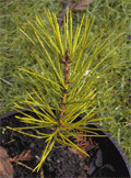 Pinus bungeana