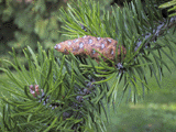 Pinus contorta contorta