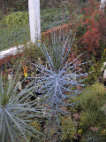 Pinus flexilis