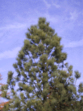 Pinus jeffreyi