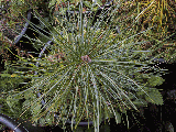 Pinus koraiensis