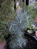 Pinus maximartinezii