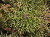 Pinus sp