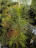 Pinus nelsonii