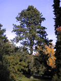 Pinus ponderosa