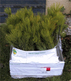 Pinus rudis