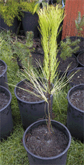 Pinus hartwegii