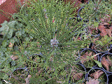 Pinus thunbergii
