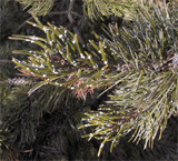 Pinus aristata